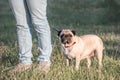 Female Pug dog staying on green grass with her owner Royalty Free Stock Photo