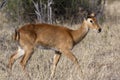 Female Puku Antelope (Kobus vardonii) - Botswana Royalty Free Stock Photo