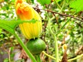 Female Pumpkin flower close up view, pattypan squash, Royalty Free Stock Photo