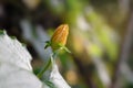 Female pumpkin flower on nature background by green leaves. Royalty Free Stock Photo