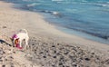 Female puppy of dog breed jack russell terrier by the sea on the sandy beach at sunset Royalty Free Stock Photo