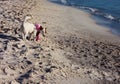 Female puppy of dog breed jack russell terrier by the sea on the sandy beach at sunset Royalty Free Stock Photo