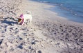 Female puppy of dog breed jack russell terrier by the sea on the sandy beach at sunset Royalty Free Stock Photo