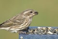 Female Purple Finch (Carpodacus purpureus)