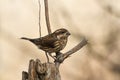 Female Purple Finch Haemorhous purpureus