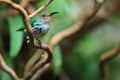 Purple honeycreeper Royalty Free Stock Photo