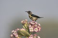 Female purple sunbird Cinnyris asiaticus perched on flowers. Royalty Free Stock Photo