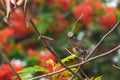 Female Purple Sunbird sitting on a branch in red flower background . Royalty Free Stock Photo