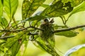 A female Purple-throated mountain gem in a nest in the cloud forest in Monteverde, Costa Rica