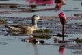 Female Pygmy Goose floating in lake Royalty Free Stock Photo