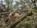 A female Pyrocephalus bird in nature