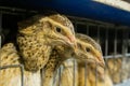 Female quail look out of the cage on the farm