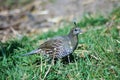 Female California Quail looking for food Royalty Free Stock Photo