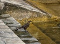 Quiscalus mexicanus female bird near water Royalty Free Stock Photo