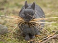 A female rabbit collecting material to build a nest