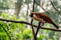 Female of the Raggiana Bird-of-Paradise Royalty Free Stock Photo