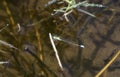 Female Rambur`s Forktail Damselfly Ischnura ramburii Perched on a Twig Over a Pond with Leafy Green Vegetation Royalty Free Stock Photo