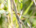 Female Rambur`s Forktail Damselfly Ischnura ramburii Perched on a Twig Over a Pond with Leafy Green Vegetation in the Background Royalty Free Stock Photo