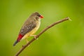 Female of Red Avadavat(Amandava amandava)