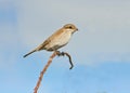 A female of Red backed Shrike / Lanius collurio