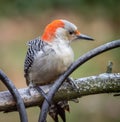 Female red-bellied woodpecker