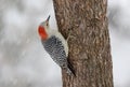 Female Red Bellied Woodpecker in Winter Snow Royalty Free Stock Photo