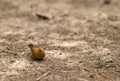 Female Red-billed Fire Finch