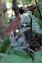 A female red bird of paradise is flapping its wings. Royalty Free Stock Photo