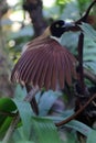 A female red bird of paradise is flapping its wings. Royalty Free Stock Photo