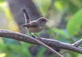 The female Red-breasted Flycatcher Ficedula parva on a branch Royalty Free Stock Photo