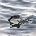 Female Red-breasted Merganser caught mid-dive Royalty Free Stock Photo