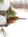 Female Red Cardinal Feeding after Snow Storm Royalty Free Stock Photo