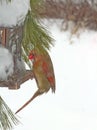 Female Red Cardinal Feeding after Snow Storm Royalty Free Stock Photo