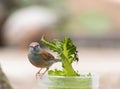 Female Red Cheeked Cordon Bleu bird Uraeginthus bengalus is a tiny bird