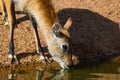 Female Red Cobe lechwe antilope having a drink Royalty Free Stock Photo