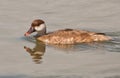 The female Red-crested Pochard Royalty Free Stock Photo