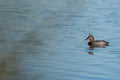 Female Red-crested Pochard Duck Netta Rufina