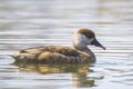 Female red-crested pochard Netta rufina waterfowl, low point of view Royalty Free Stock Photo
