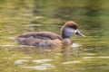Female red-crested pochard Netta rufina waterfowl, low point of view Royalty Free Stock Photo