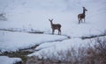 Female Red Deer with calf Royalty Free Stock Photo