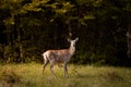 Female Red deer, cervus elaphus in the morning in the middle of meadow Royalty Free Stock Photo