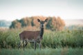 Female Red deer, cervus elaphus in the summer morning in the middle of meadow Royalty Free Stock Photo