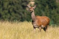 Female red deer chewing grass on meadow in summer nature Royalty Free Stock Photo