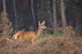 Female Red deer doe Cervus elaphus close up Royalty Free Stock Photo