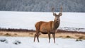 A female red deer in the snow on a winters morning Royalty Free Stock Photo