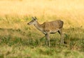 Female Red Deer Royalty Free Stock Photo