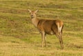 Female Red Deer Royalty Free Stock Photo