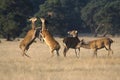 Female red deer fighting over an apple in the National Park De Hoge Veluwe Royalty Free Stock Photo