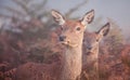 Female Red deer and her calf in the mist in London park Royalty Free Stock Photo