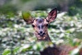 A female red deer in the forest